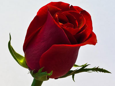 Single-red-rose