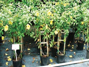 Allamanda cathartica growing in one gallon nursery pots with stakes for support.