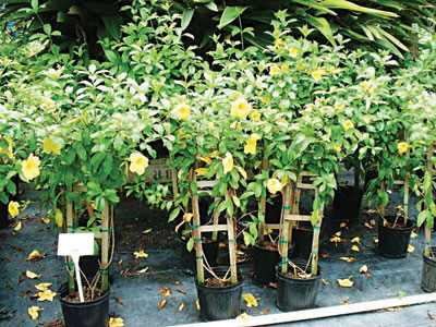 Allamanda cathartica growing in one gallon nursery pots with stakes for support.